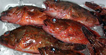 カサゴ根魚五目