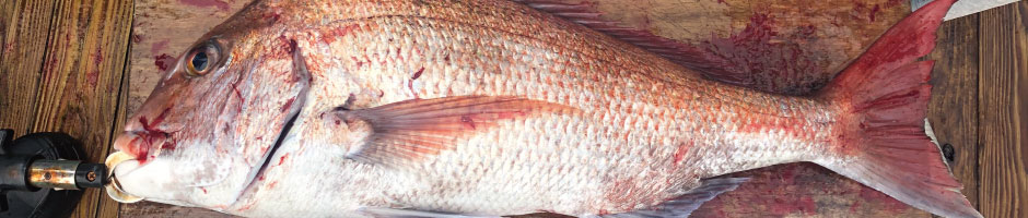 お問い合わせ／ご予約について